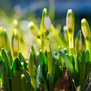 Snowdrop with blossom, spring flower with bud, the awakening of nature